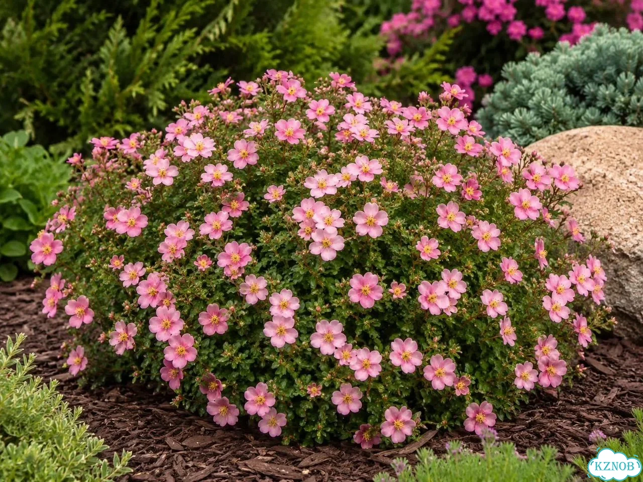 Лапчатка кустарниковая Lovely Pink Р9 фото 1