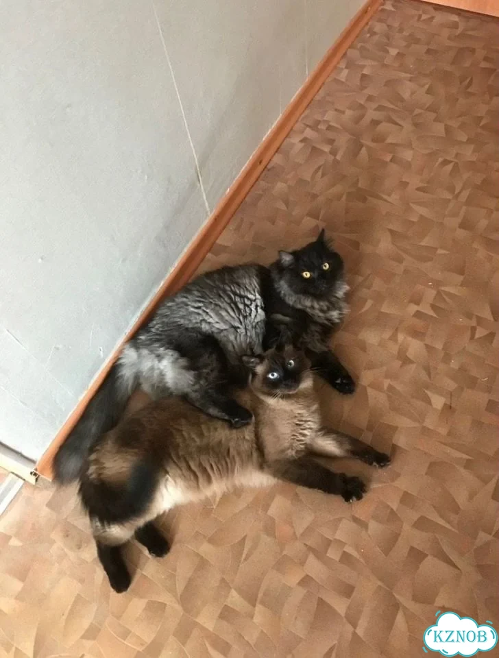 Выгул собак и кошек фото 2