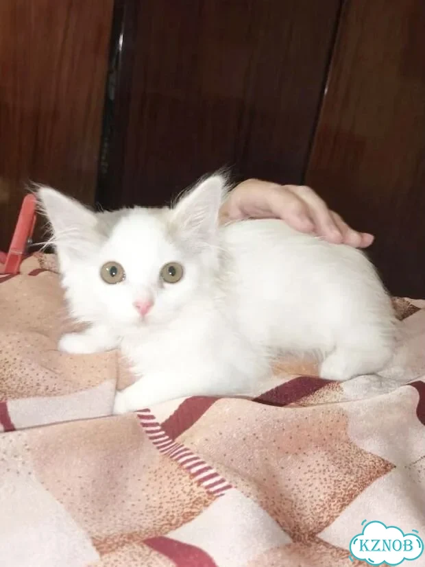 Котёнок в добрые руки фото 1