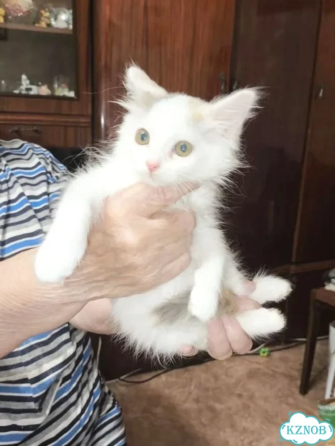 Котёнок в добрые руки фото 2