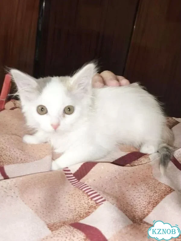 Котёнок в добрые руки фото 3
