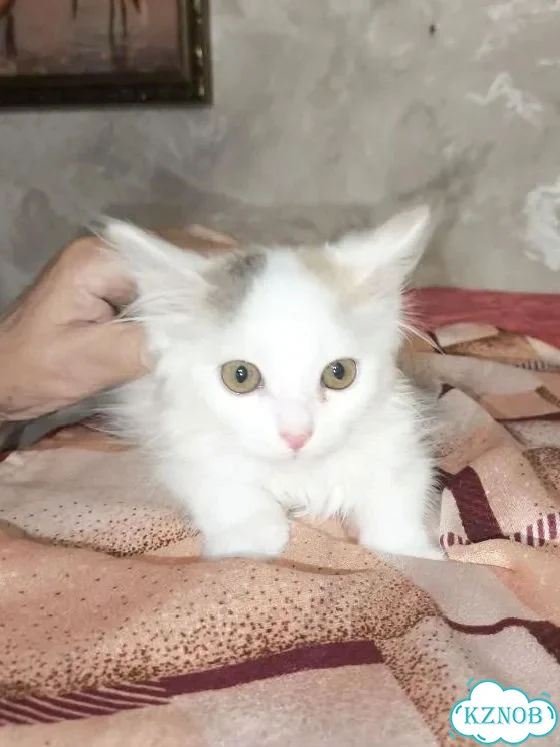 Котёнок в добрые руки фото 4