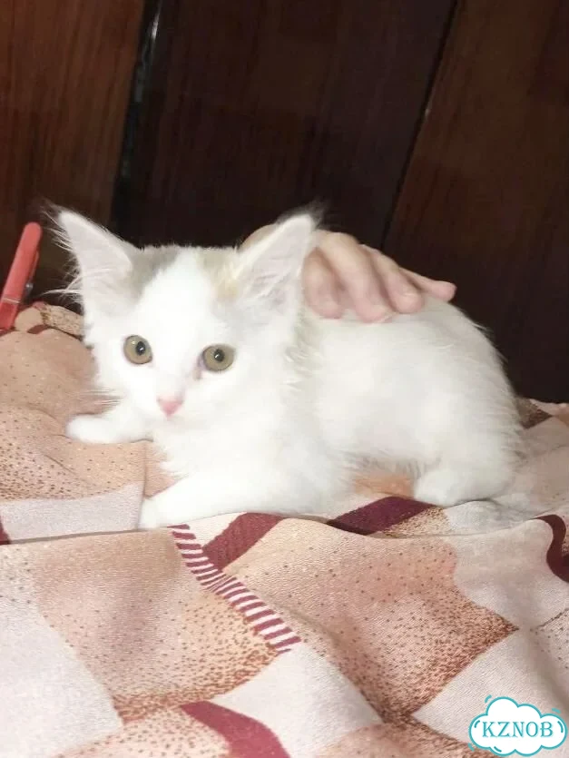 Котёнок в добрые руки фото 5