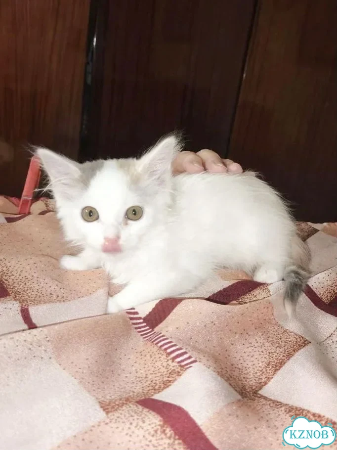 Котёнок в добрые руки фото 6