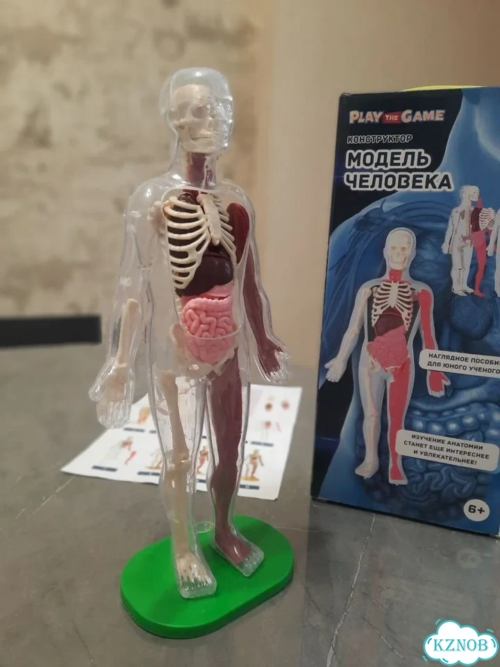 Конструктор модель человека фото 1