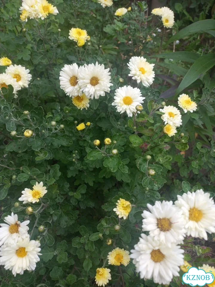 Хризантемы корейские фото 4