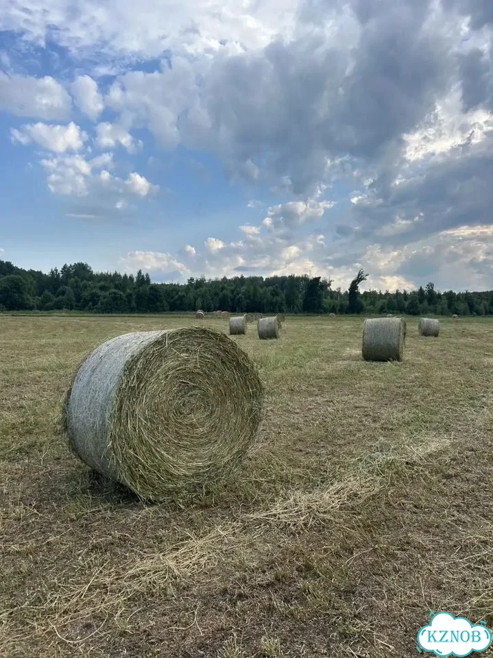 Сено в рулонах фото 1