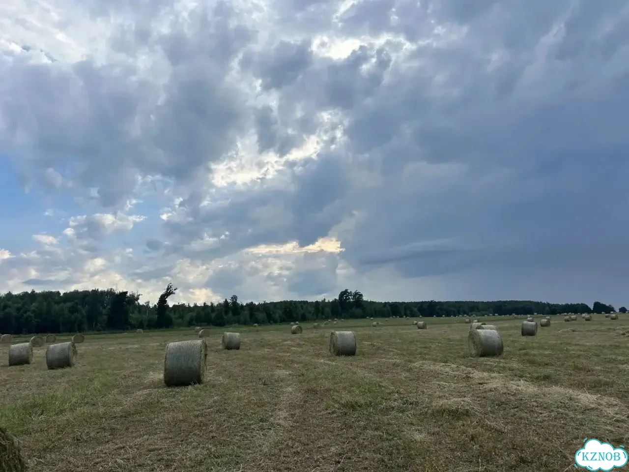 Сено в рулонах фото 2
