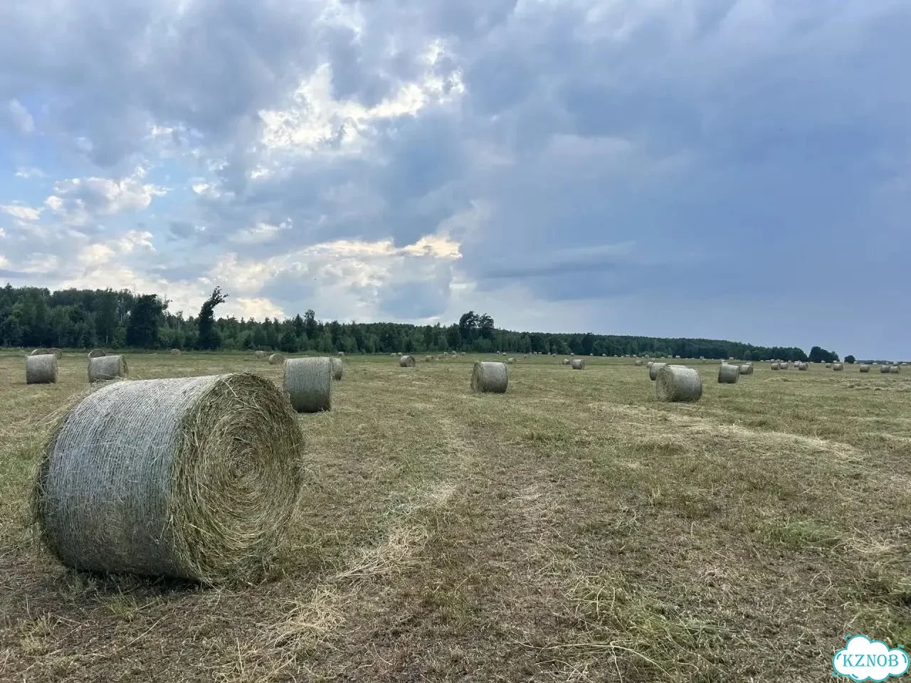 Сено в рулонах фото 3