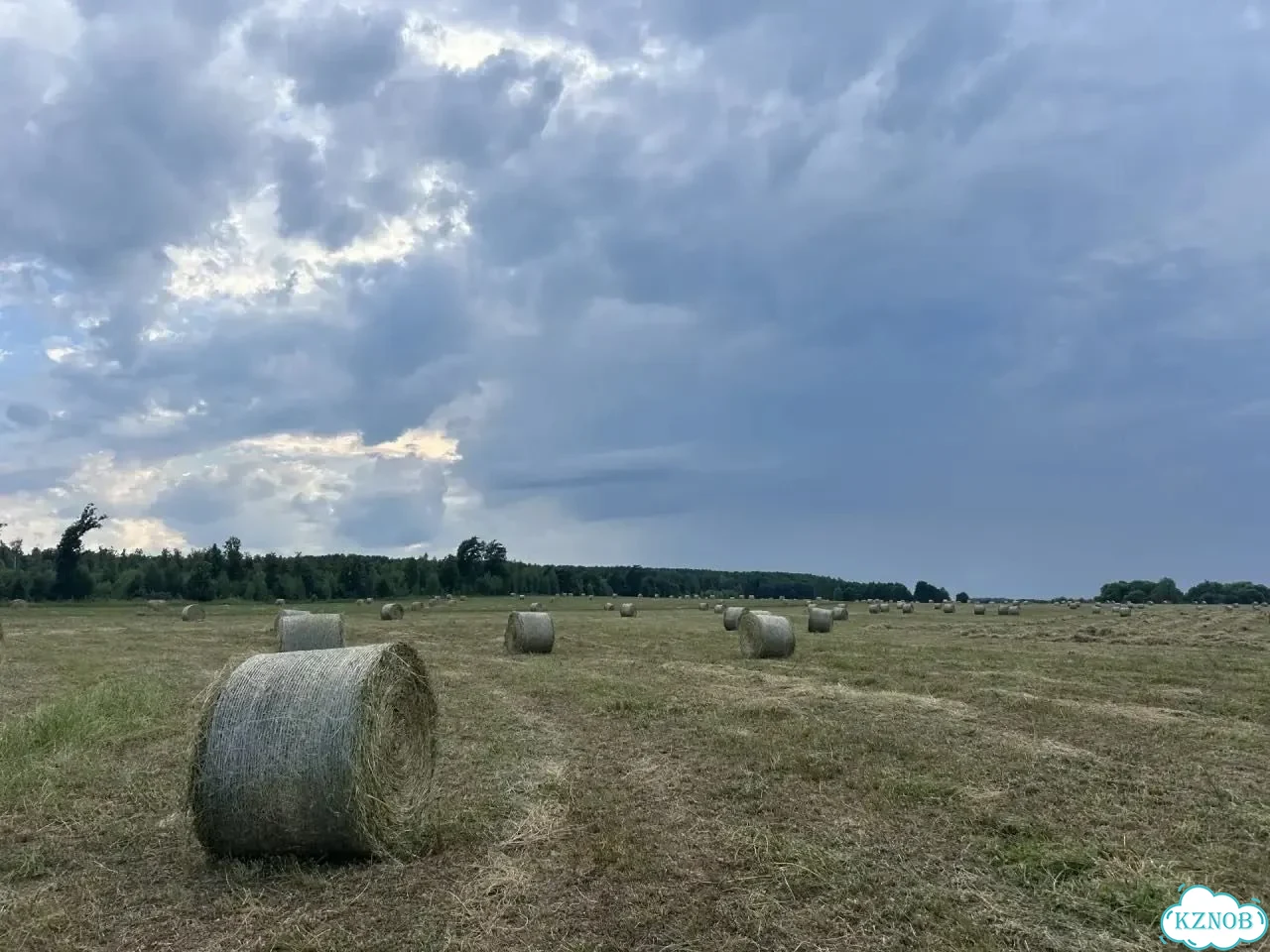 Сено в рулонах фото 4