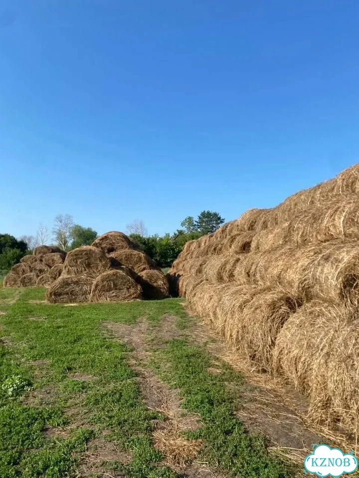 Сено в рулонах фото 5
