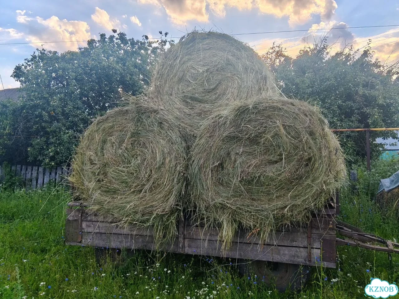 Сено в рулонах фото 2