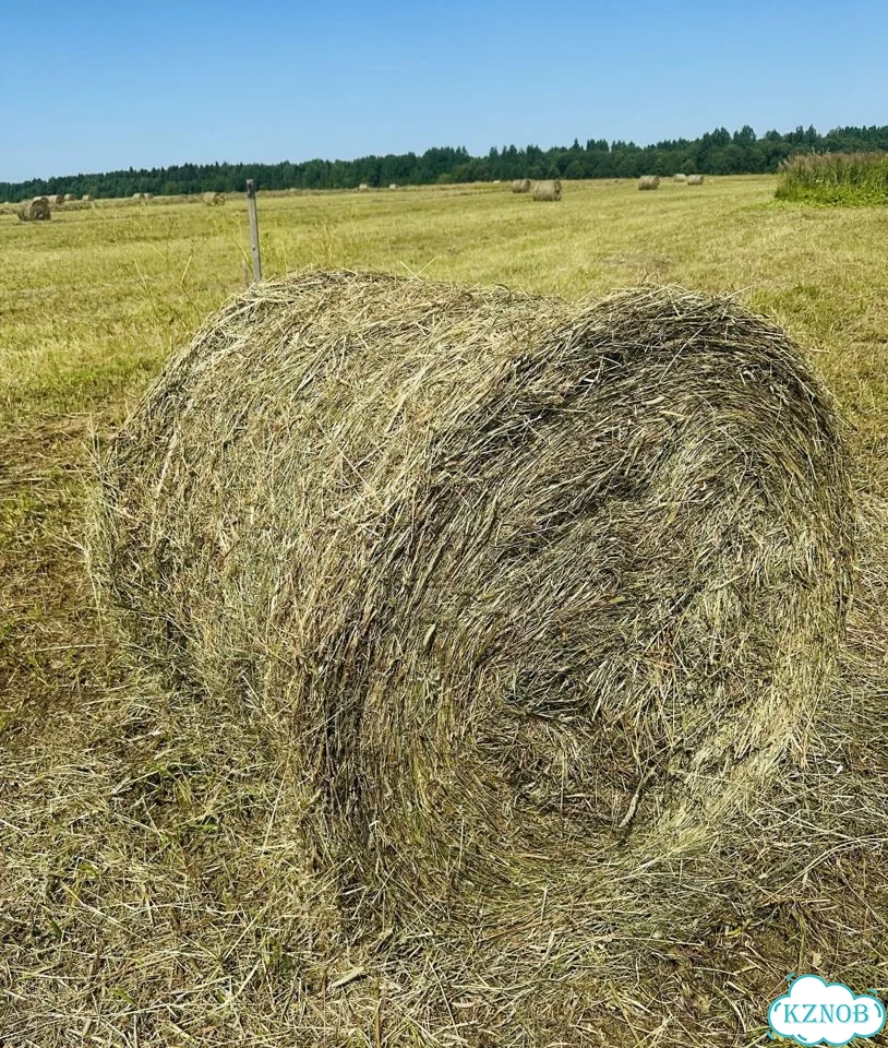 Сено в рулонах фото 3