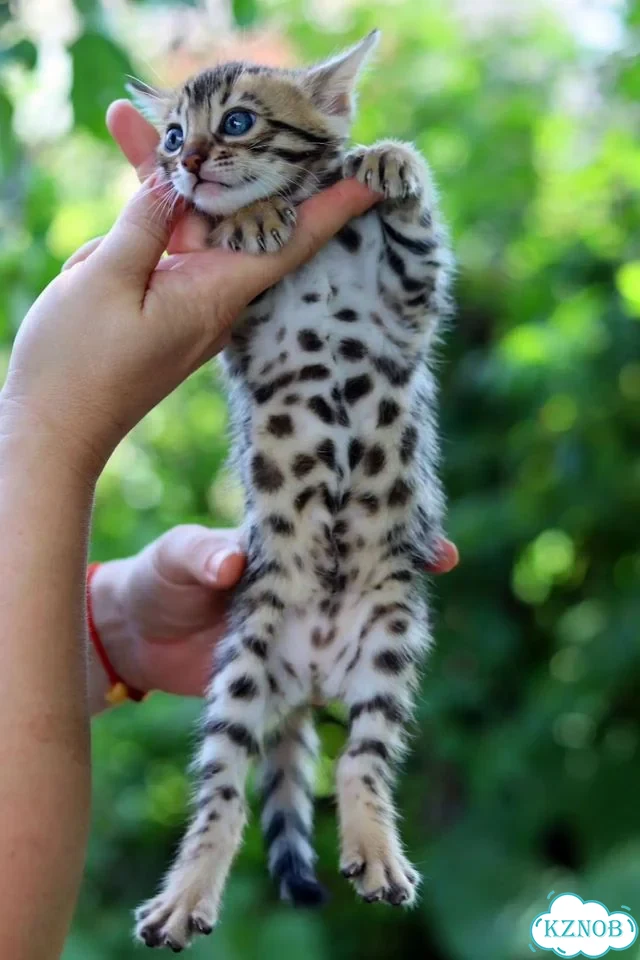 Бенгальский котёнок фото 5