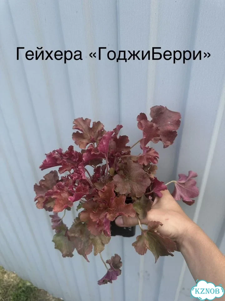 Гейхеры Р9 Большой выбор сортов многолетники фото 10