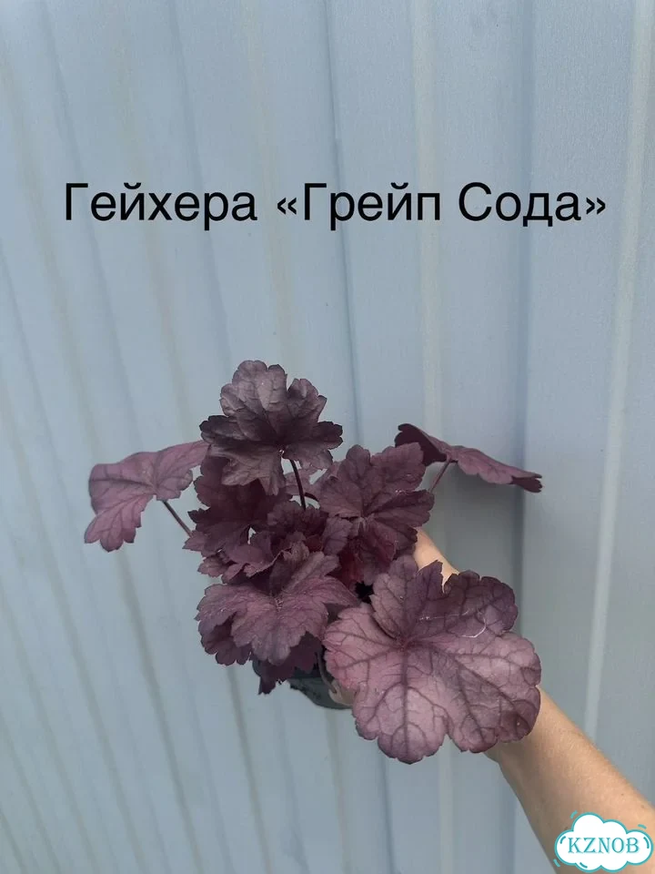 Гейхеры Р9 Большой выбор сортов многолетники фото 9