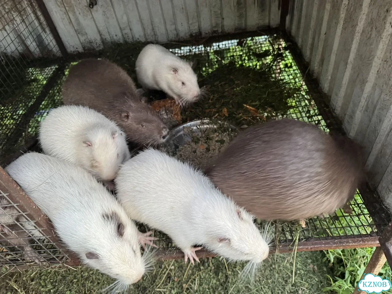 Нутрии на племя фото 1