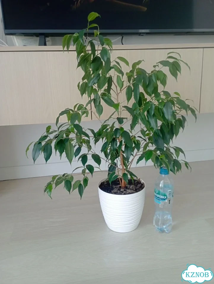 Фикус бенджамина фото 1