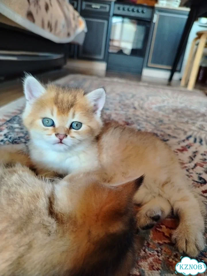 Британский короткошёрстный котёнок фото 1