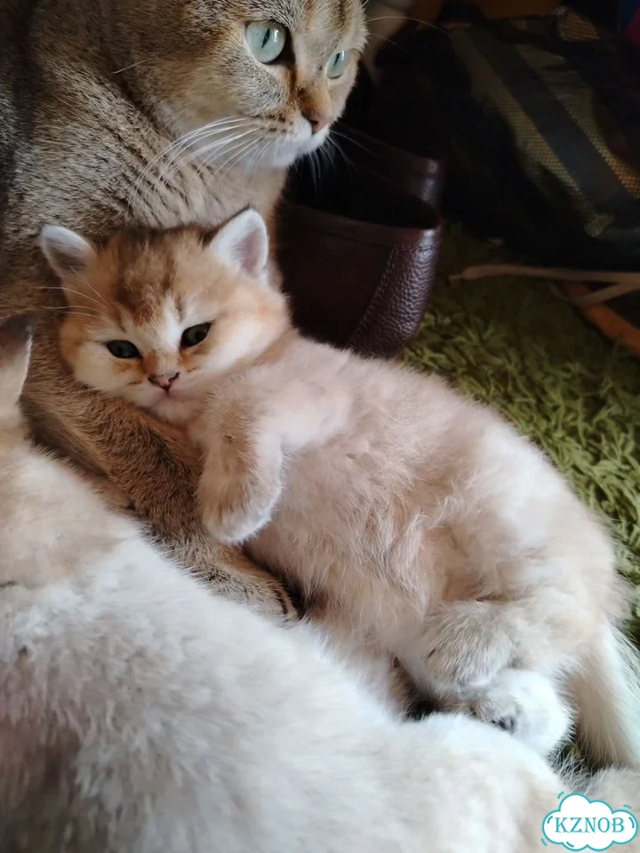 Британский короткошёрстный котёнок фото 2