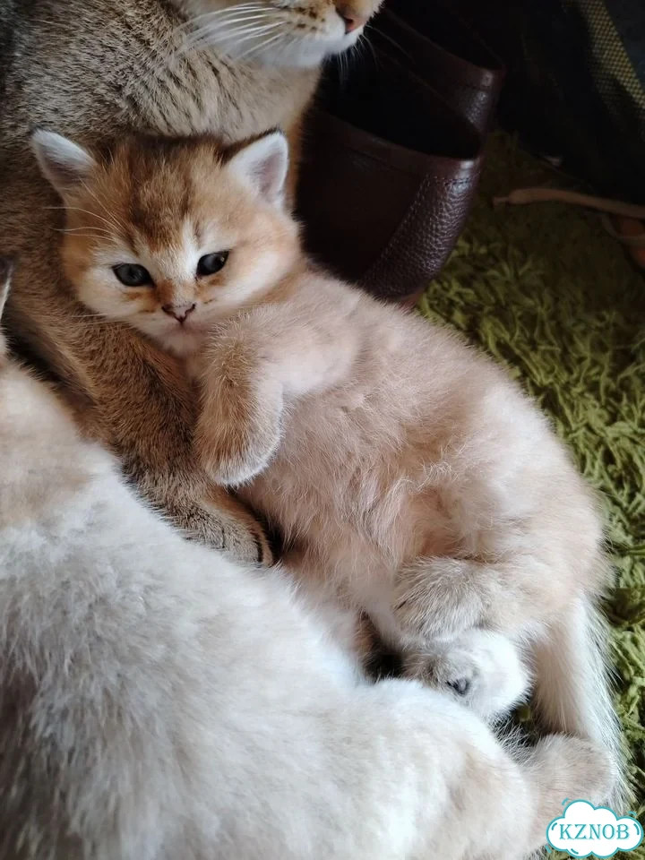 Британский короткошёрстный котёнок фото 3