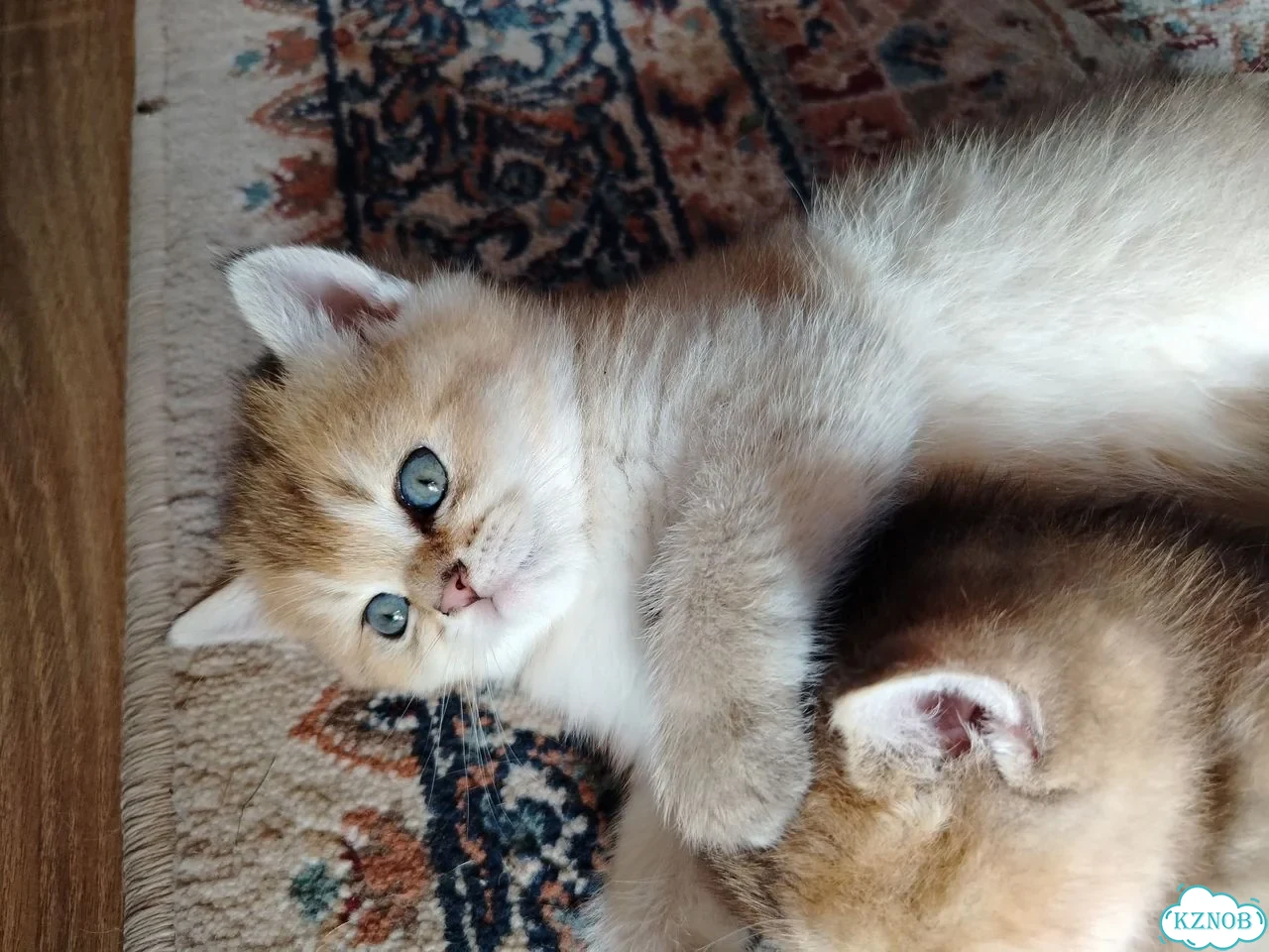 Британский короткошёрстный котёнок фото 5