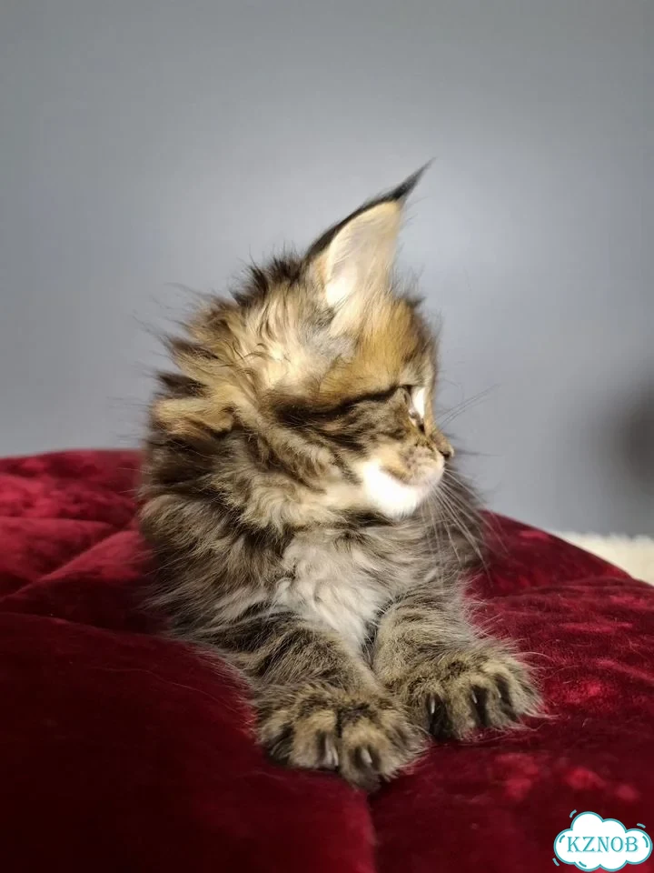 Мейн-кун котёнок фото 2