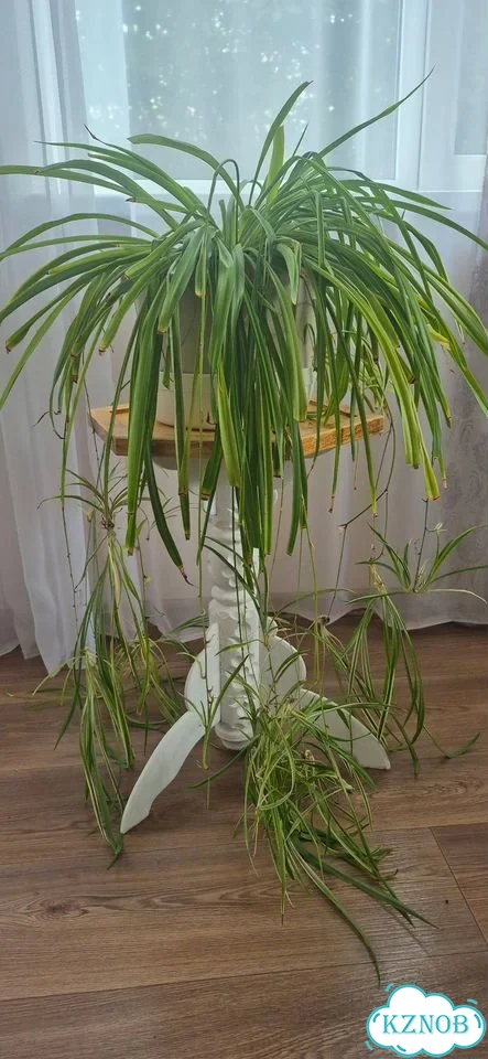 Продаётся комнатное растение фото 1