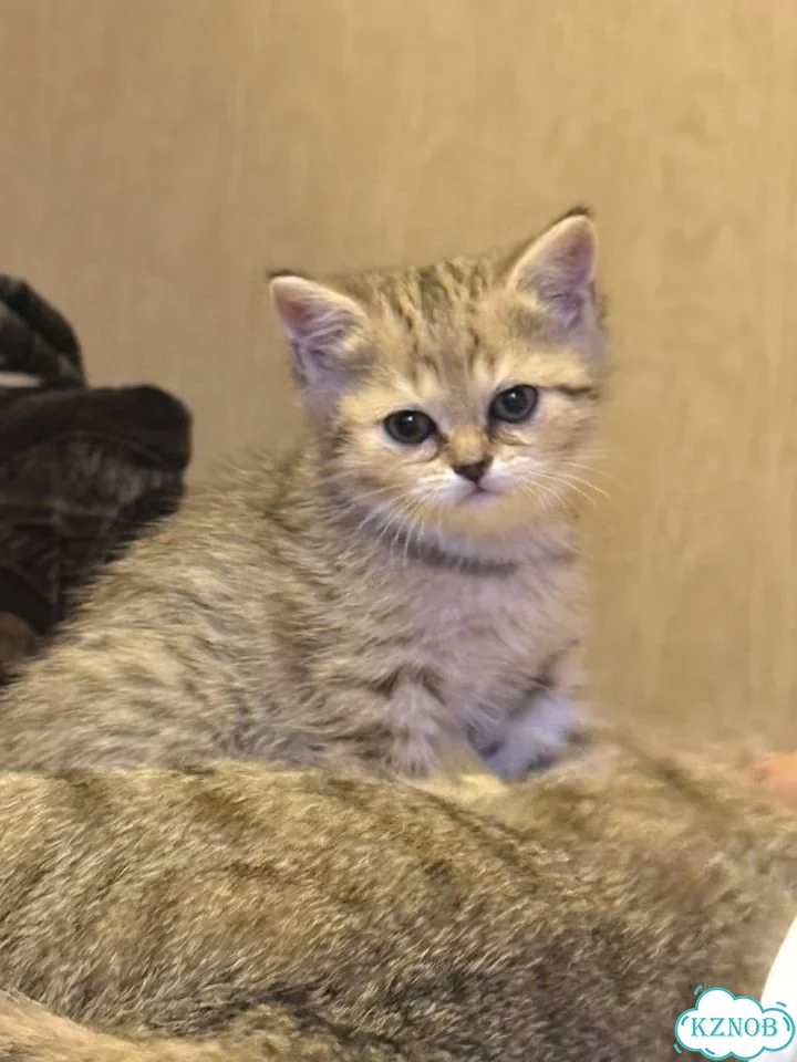 Шотландский вислоухий длинношёрстный котёнок фото 1