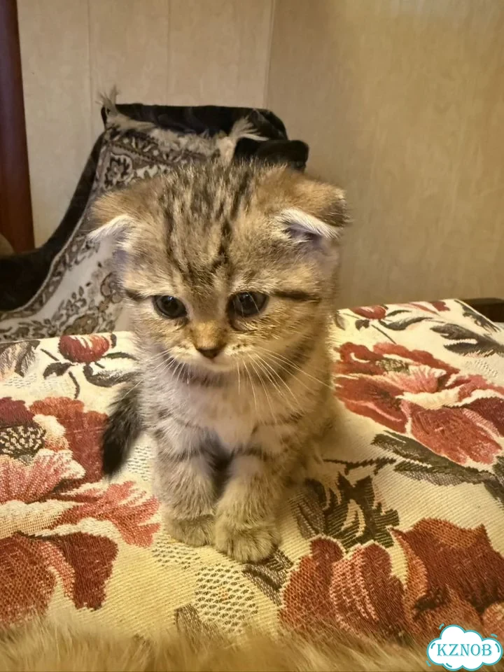 Шотландский вислоухий длинношёрстный котёнок фото 1