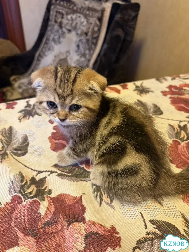 Шотландский вислоухий длинношёрстный котёнок фото 3