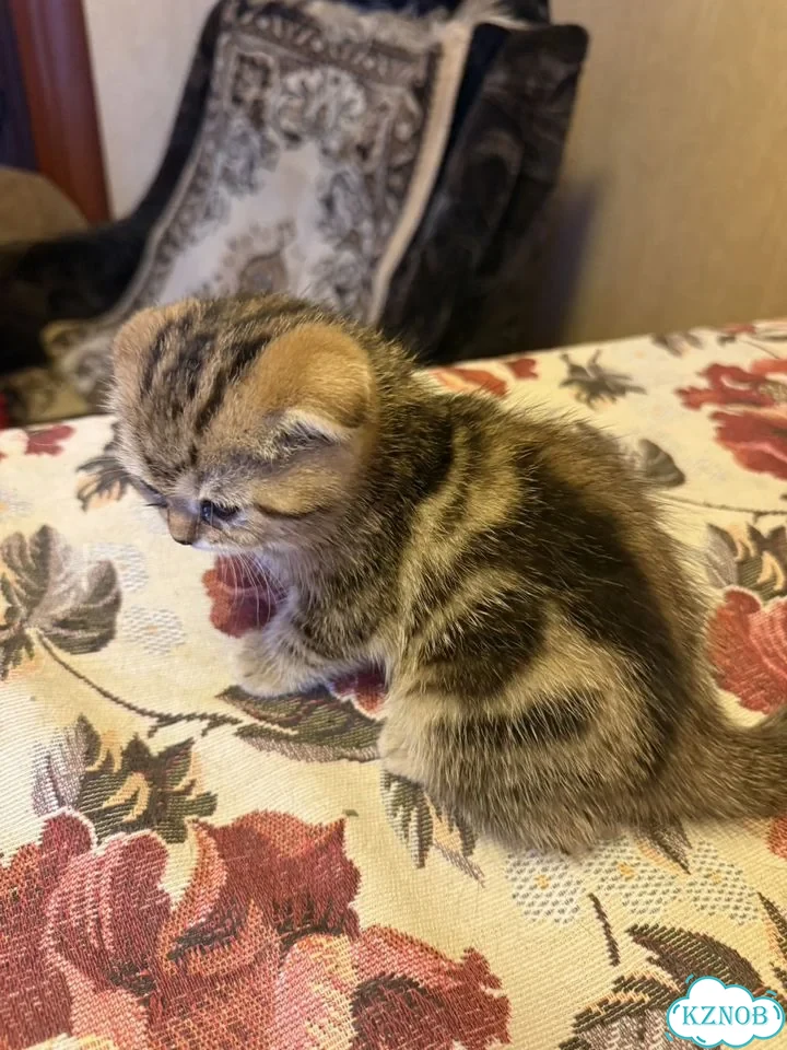 Шотландский вислоухий длинношёрстный котёнок фото 4