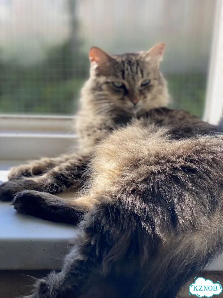 Сибирский котёнок фото 2