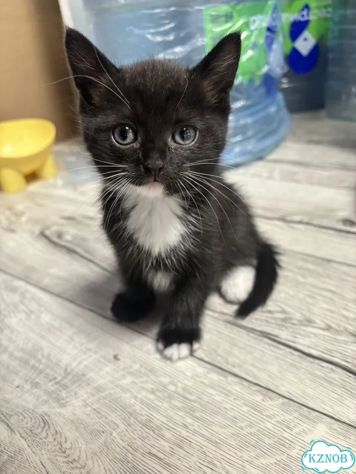 Котёнок в добрые руки фото 1