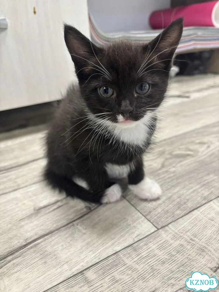 Котёнок в добрые руки фото 2