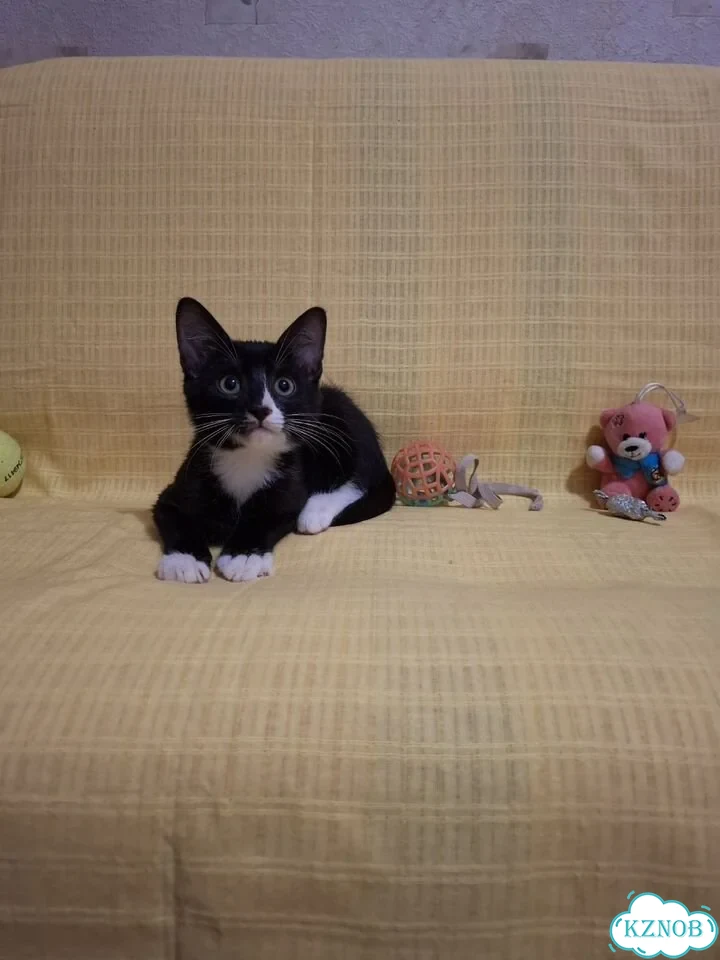 Котёнок в добрые руки фото 1