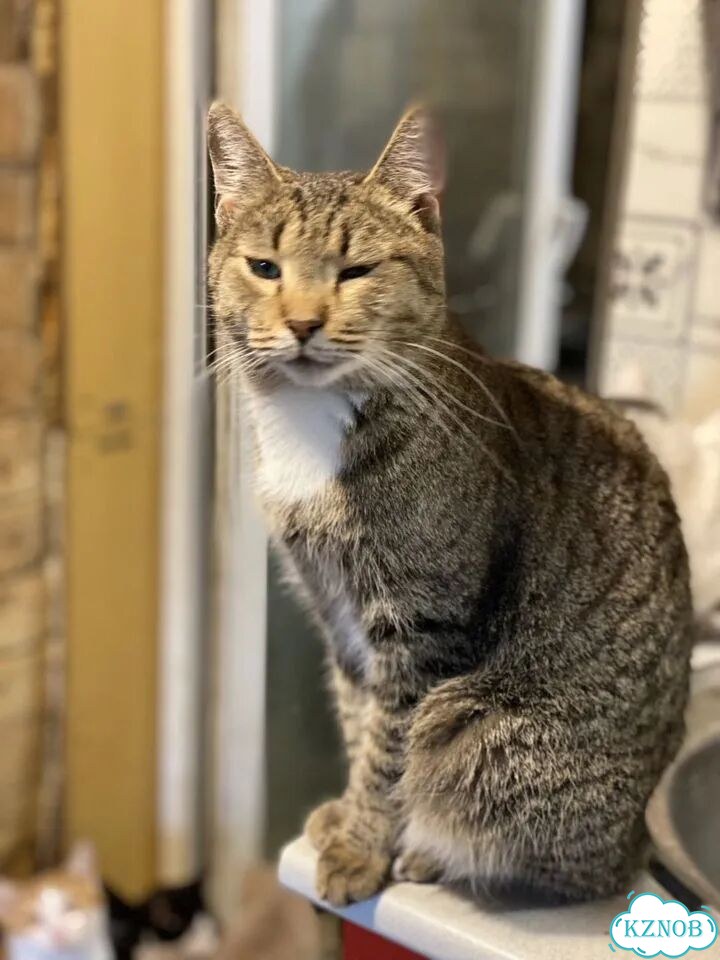 Котёнок в добрые руки фото 1