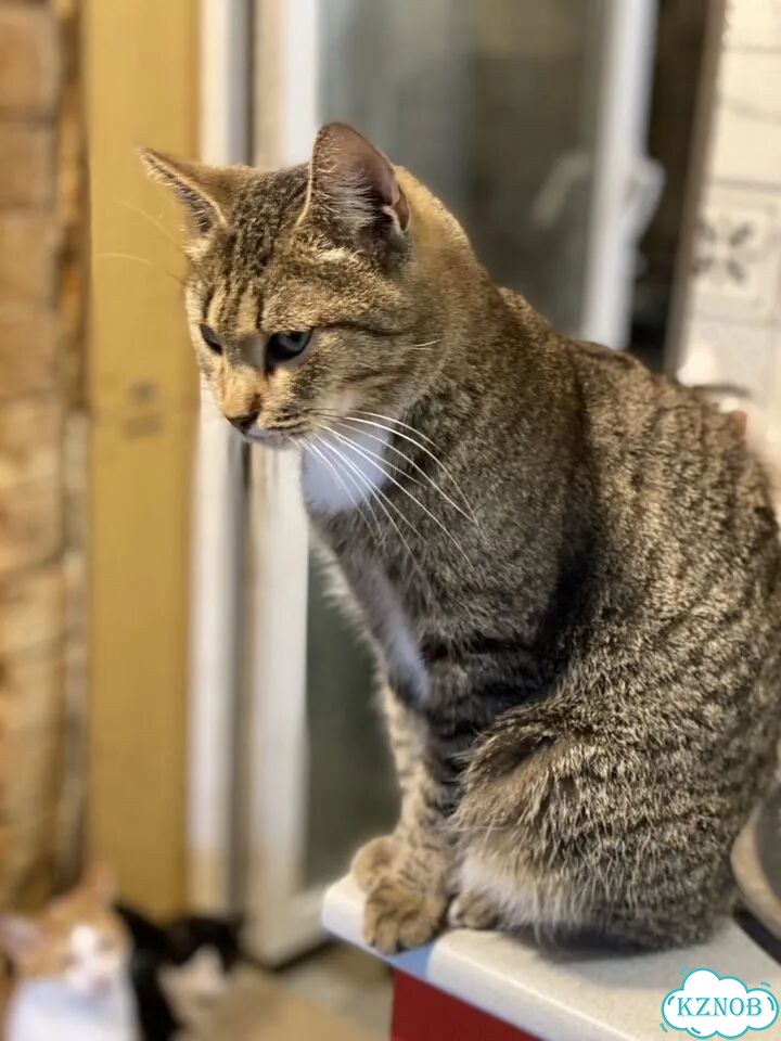 Котёнок в добрые руки фото 2