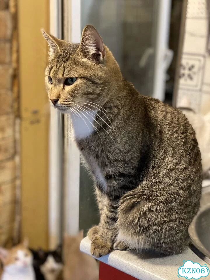 Котёнок в добрые руки фото 3