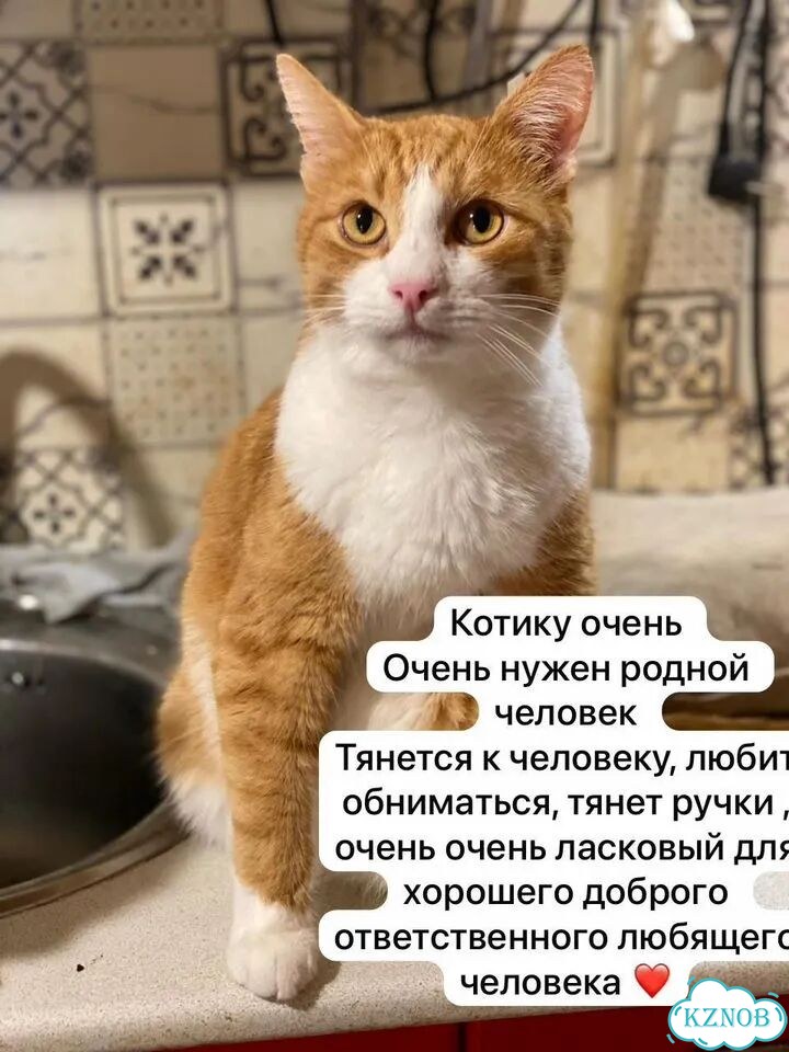 Взрослый кот в добрые руки фото 1