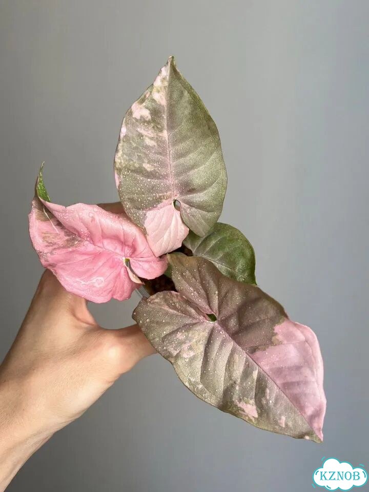 Сингониум Pink Spot marble double var фото 1
