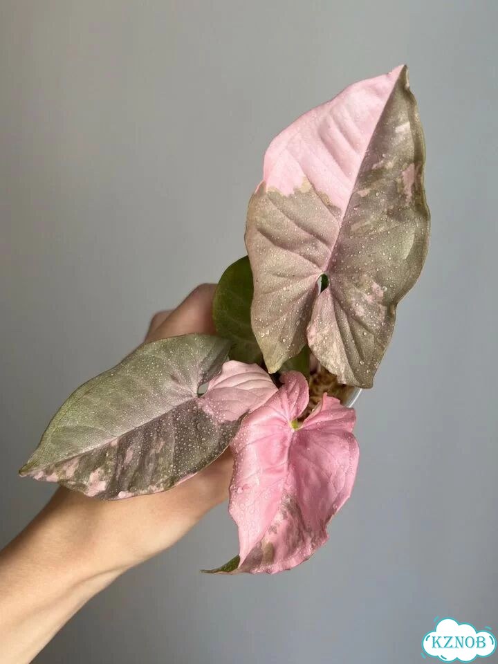 Сингониум Pink Spot marble double var фото 2