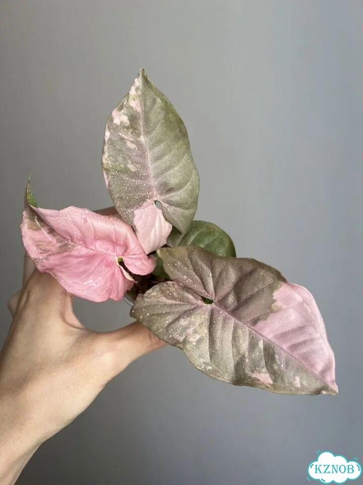 Сингониум Pink Spot marble double var фото 3