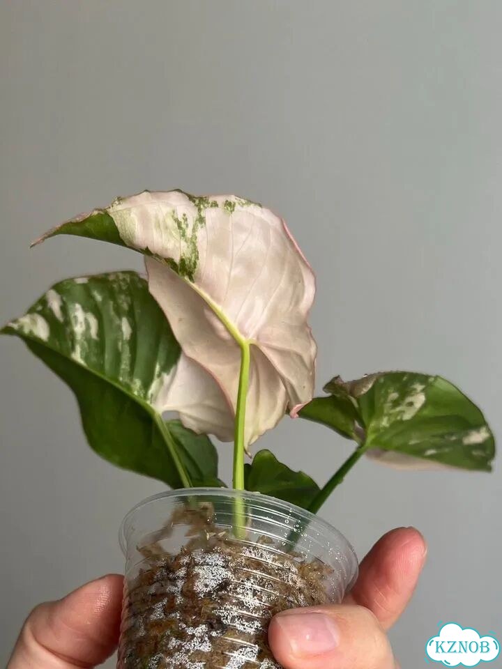Сингониум Pink Spot marble double var фото 4