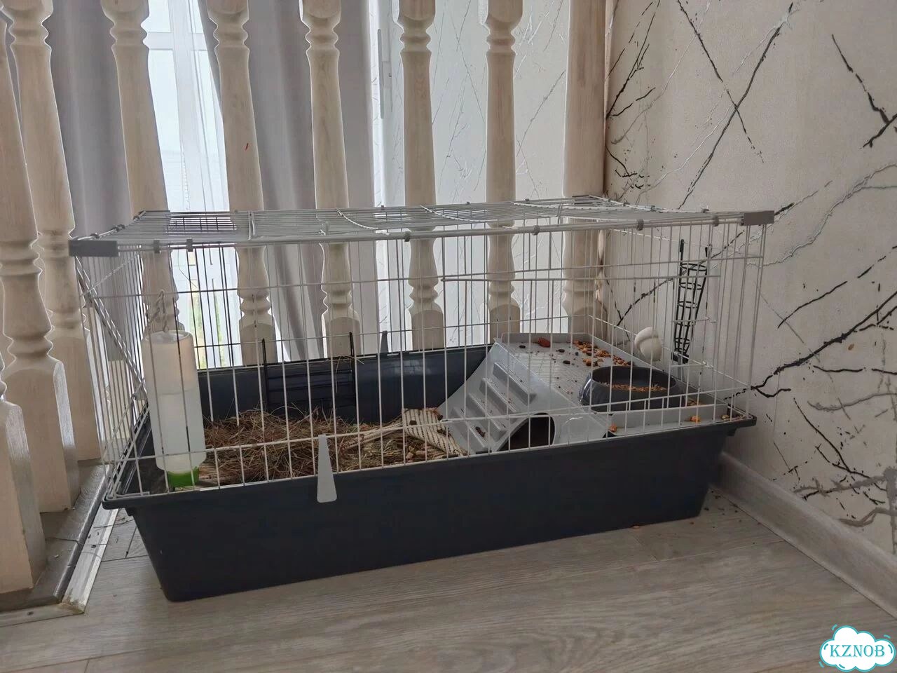 Морская свинка с клеткой фото 3