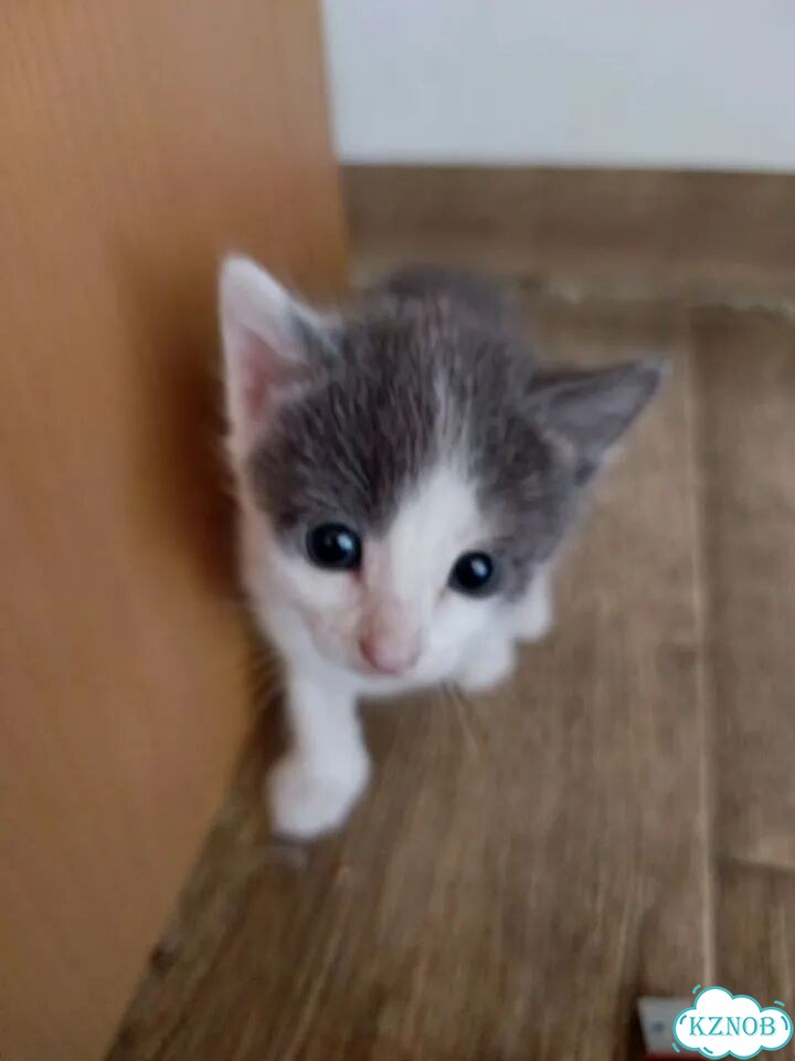 Котёнок в добрые руки фото 1