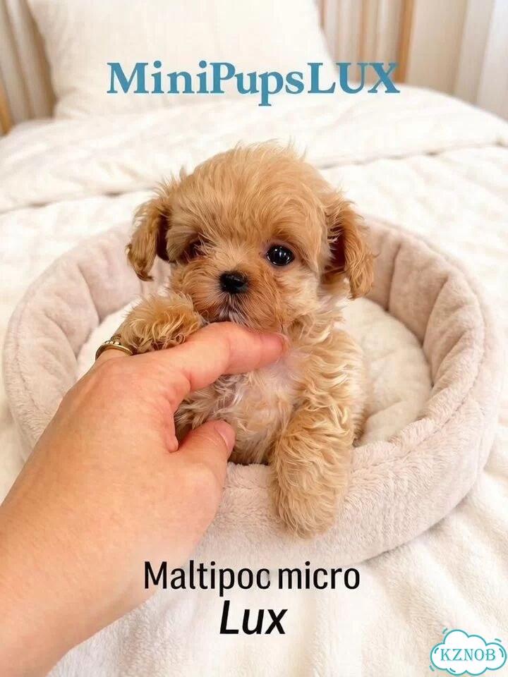 Мальтипу, щенок фото 1
