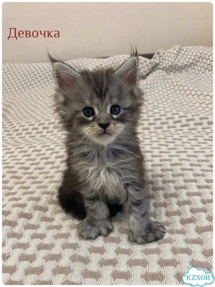Мейн-кун котёнок фото 1
