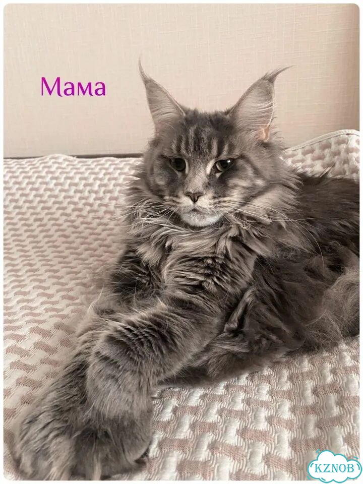 Мейн-кун котёнок фото 2