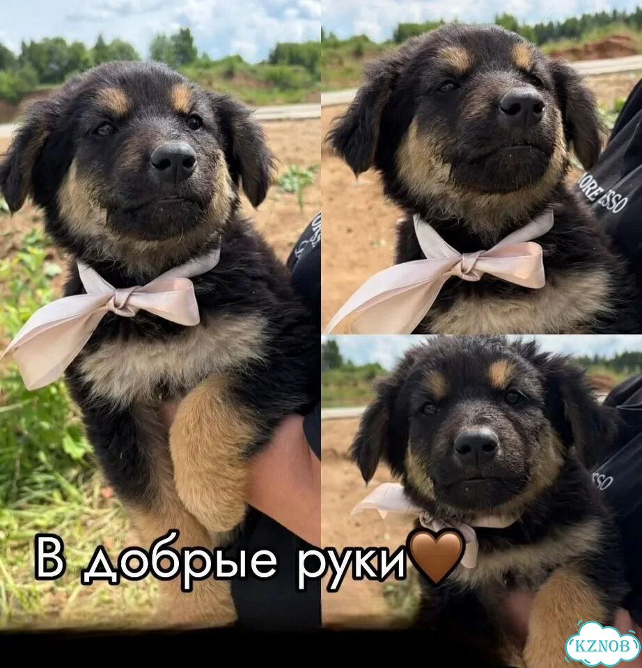 Щенок в добрые руки фото 1